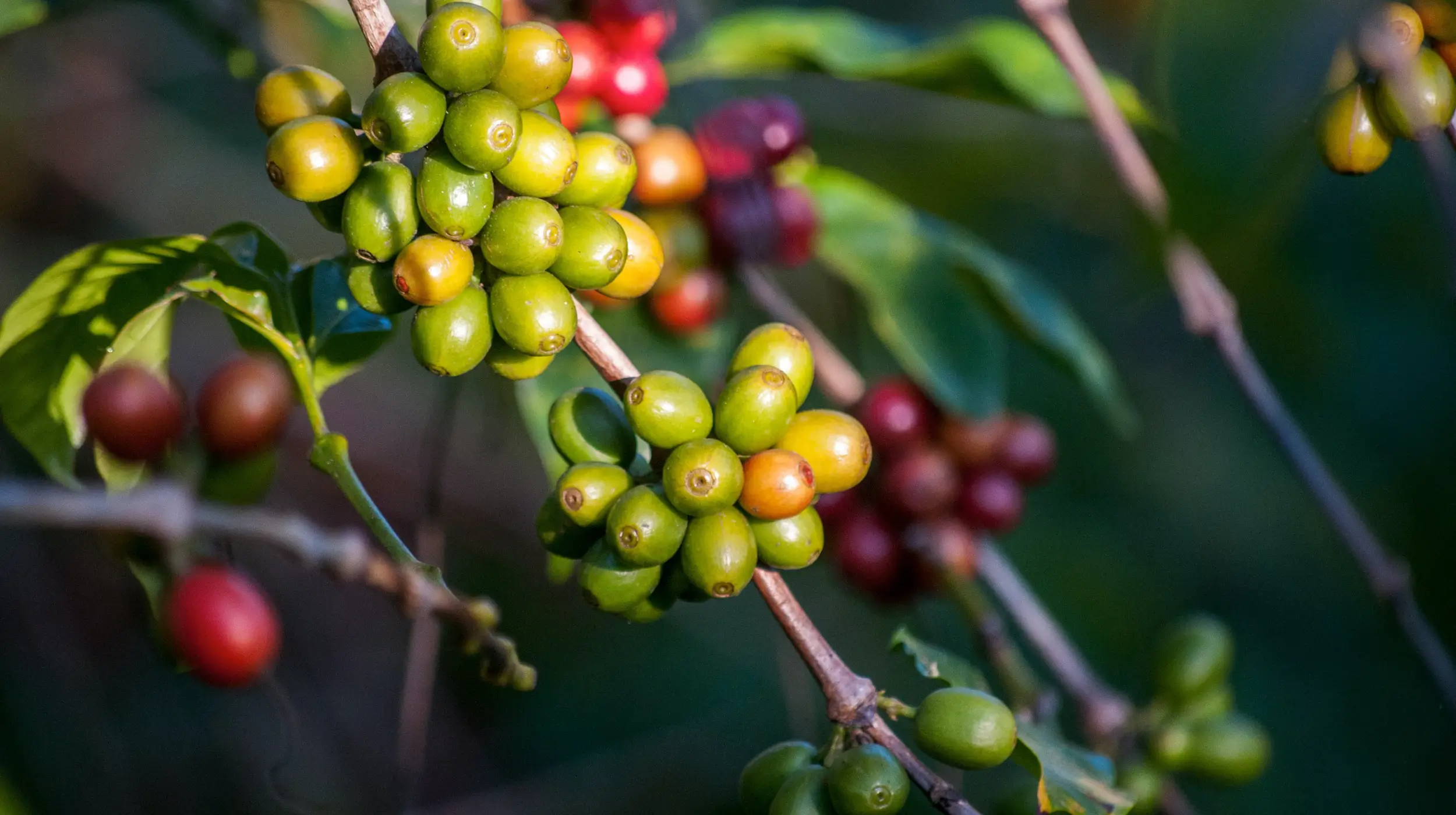 arabica koffie plant